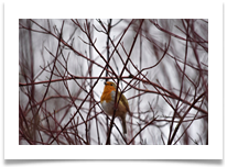Bird (Robin) - June Bannister